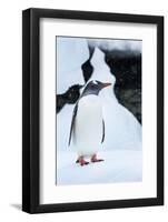 Gentoo Penguin in Antarctica-Paul Souders-Framed Photographic Print