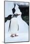 Gentoo Penguin in Antarctica-Paul Souders-Mounted Photographic Print