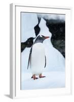 Gentoo Penguin in Antarctica-Paul Souders-Framed Photographic Print