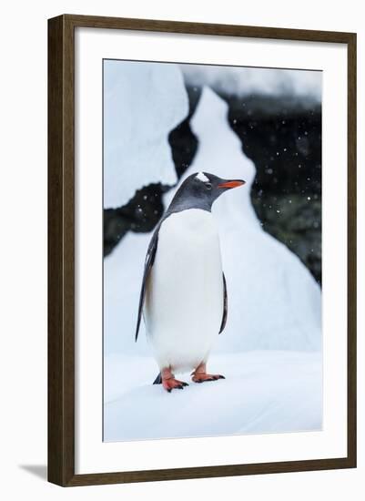 Gentoo Penguin in Antarctica-Paul Souders-Framed Photographic Print