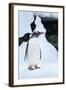 Gentoo Penguin in Antarctica-Paul Souders-Framed Photographic Print