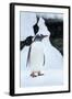 Gentoo Penguin in Antarctica-Paul Souders-Framed Photographic Print