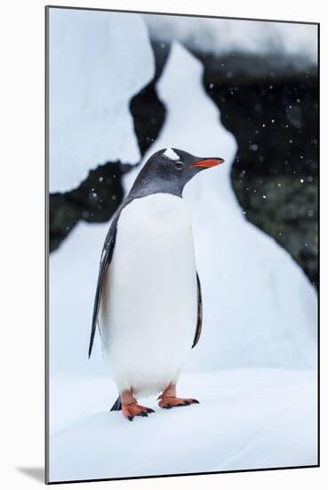 Gentoo Penguin in Antarctica-Paul Souders-Mounted Photographic Print