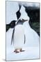 Gentoo Penguin in Antarctica-Paul Souders-Mounted Photographic Print