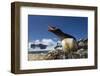 Gentoo Penguin in Antarctica-Paul Souders-Framed Photographic Print