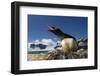 Gentoo Penguin in Antarctica-Paul Souders-Framed Photographic Print