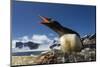 Gentoo Penguin in Antarctica-Paul Souders-Mounted Photographic Print