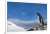 Gentoo Penguin in Antarctica-Paul Souders-Framed Photographic Print