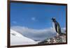 Gentoo Penguin in Antarctica-Paul Souders-Framed Photographic Print