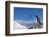 Gentoo Penguin in Antarctica-Paul Souders-Framed Photographic Print