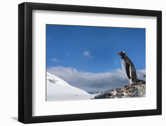 Gentoo Penguin in Antarctica-Paul Souders-Framed Photographic Print