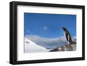 Gentoo Penguin in Antarctica-Paul Souders-Framed Photographic Print