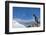 Gentoo Penguin in Antarctica-Paul Souders-Framed Photographic Print