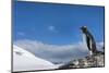 Gentoo Penguin in Antarctica-Paul Souders-Mounted Photographic Print