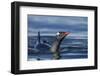 Gentoo Penguin in Antarctica-Paul Souders-Framed Photographic Print