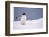 Gentoo Penguin in Deep Snow in Antarctica-Paul Souders-Framed Photographic Print