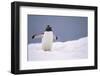 Gentoo Penguin in Deep Snow in Antarctica-Paul Souders-Framed Photographic Print