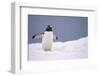 Gentoo Penguin in Deep Snow in Antarctica-Paul Souders-Framed Photographic Print