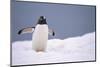 Gentoo Penguin in Deep Snow in Antarctica-Paul Souders-Mounted Photographic Print