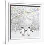 Gentoo Penguin in Winter Woodland with Snow-null-Framed Photographic Print