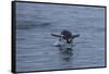 Gentoo Penguin Jumping Out of the Water Off of Neko Harbor-Darrell Gulin-Framed Stretched Canvas