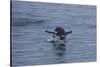 Gentoo Penguin Jumping Out of the Water Off of Neko Harbor-Darrell Gulin-Stretched Canvas