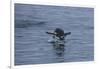 Gentoo Penguin Jumping Out of the Water Off of Neko Harbor-Darrell Gulin-Framed Photographic Print