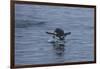 Gentoo Penguin Jumping Out of the Water Off of Neko Harbor-Darrell Gulin-Framed Photographic Print