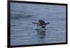 Gentoo Penguin Jumping Out of the Water Off of Neko Harbor-Darrell Gulin-Framed Photographic Print