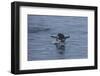 Gentoo Penguin Jumping Out of the Water Off of Neko Harbor-Darrell Gulin-Framed Photographic Print