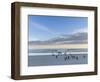 Gentoo penguin on a sandy beach in the Falkland Islands in January.-Martin Zwick-Framed Photographic Print