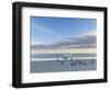 Gentoo penguin on a sandy beach in the Falkland Islands in January.-Martin Zwick-Framed Photographic Print