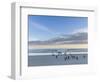 Gentoo penguin on a sandy beach in the Falkland Islands in January.-Martin Zwick-Framed Photographic Print