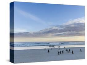 Gentoo penguin on a sandy beach in the Falkland Islands in January.-Martin Zwick-Stretched Canvas