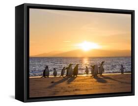 Gentoo penguin on a sandy beach in the Falkland Islands in January.-Martin Zwick-Framed Stretched Canvas