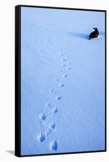 Gentoo Penguin on Anvers Island, Antarctica-Paul Souders-Framed Stretched Canvas