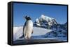 Gentoo Penguin on Anvers Island, Antarctica-Paul Souders-Framed Stretched Canvas