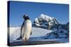 Gentoo Penguin on Anvers Island, Antarctica-Paul Souders-Stretched Canvas