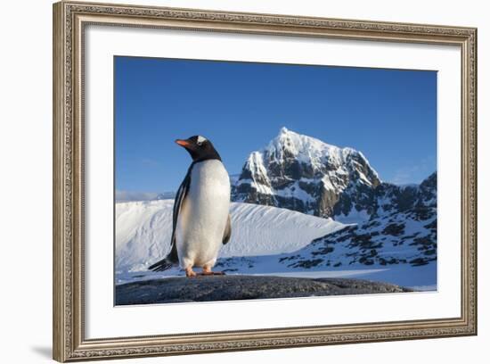 Gentoo Penguin on Anvers Island, Antarctica-Paul Souders-Framed Photographic Print