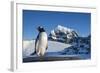 Gentoo Penguin on Anvers Island, Antarctica-Paul Souders-Framed Photographic Print