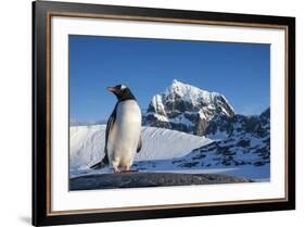 Gentoo Penguin on Anvers Island, Antarctica-Paul Souders-Framed Photographic Print