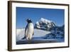 Gentoo Penguin on Anvers Island, Antarctica-Paul Souders-Framed Photographic Print