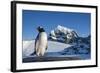 Gentoo Penguin on Anvers Island, Antarctica-Paul Souders-Framed Photographic Print