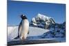 Gentoo Penguin on Anvers Island, Antarctica-Paul Souders-Mounted Photographic Print