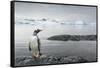 Gentoo Penguin on Cuverville Island, Antarctica-Paul Souders-Framed Stretched Canvas