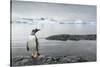 Gentoo Penguin on Cuverville Island, Antarctica-Paul Souders-Stretched Canvas