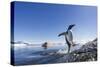 Gentoo Penguin on Cuverville Island, Antarctica-Paul Souders-Stretched Canvas