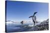 Gentoo Penguin on Cuverville Island, Antarctica-Paul Souders-Stretched Canvas