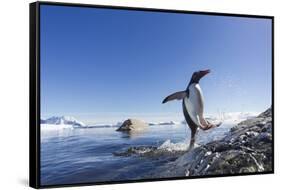 Gentoo Penguin on Cuverville Island, Antarctica-Paul Souders-Framed Stretched Canvas