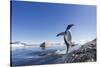 Gentoo Penguin on Cuverville Island, Antarctica-Paul Souders-Stretched Canvas